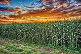 Cornfield At Sunrise_P1170512-4